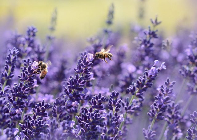Aromatherapie